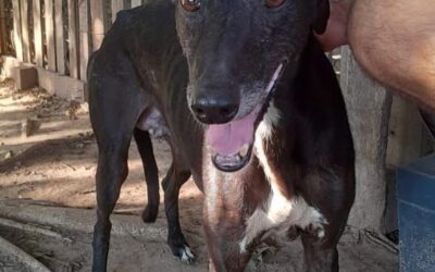 Negra