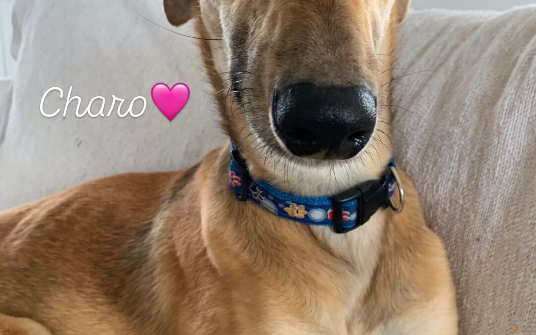 Charo