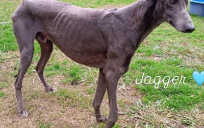Jagger